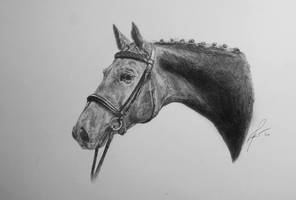 Horse Portrait --