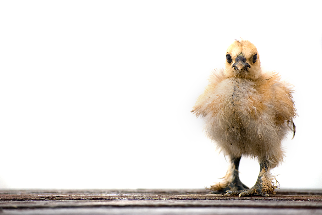 Landscape Buff Silkie