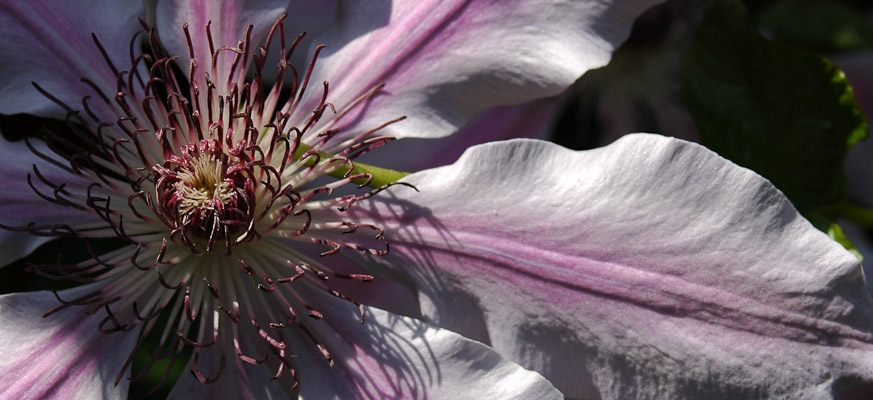 clematis 3