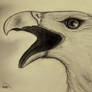 Eagle sketch