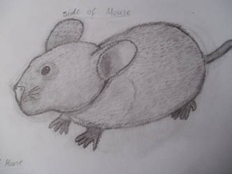 mouse