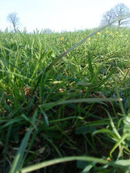 green grass