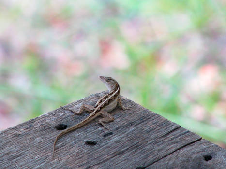 Lizard on Plank
