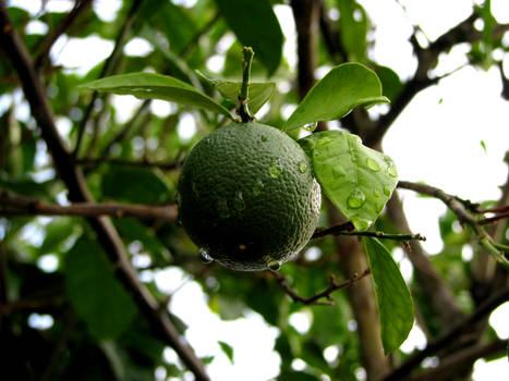 Lime on a Tree II