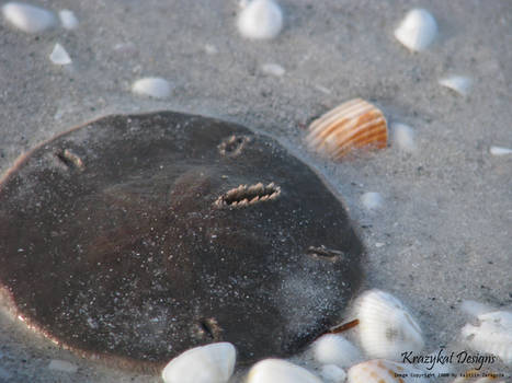 Sanibel Day 2: Sea Sand Dollar