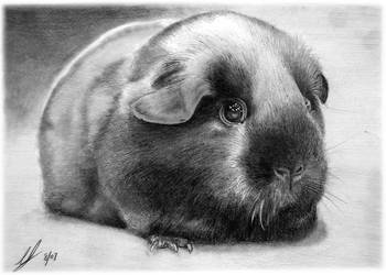 Self Black Cavy