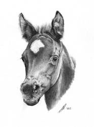 Black Arabian Foal - Graphite