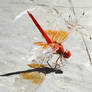Red Dragon (fly)
