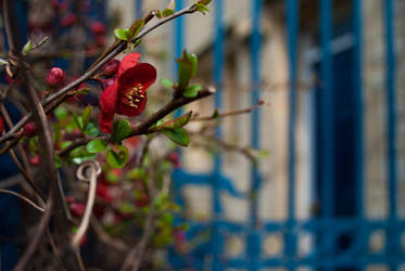 Spring Blossoms