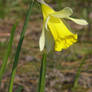 Daffodil 2