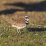 killdeer