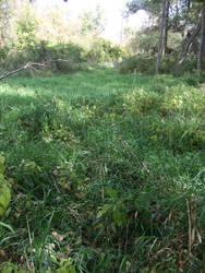 Old Beaver Pond