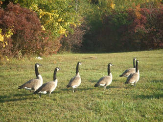 Geese and Ganders