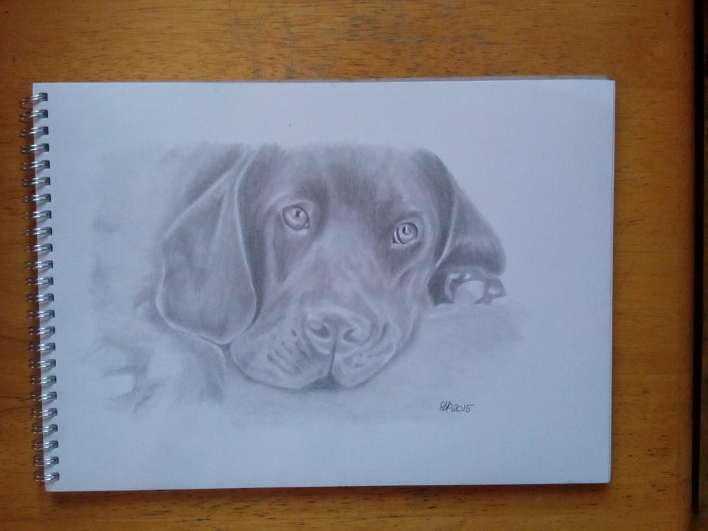 Black Lab Deviantart Black Labrador by cazzamacca on DeviantArt