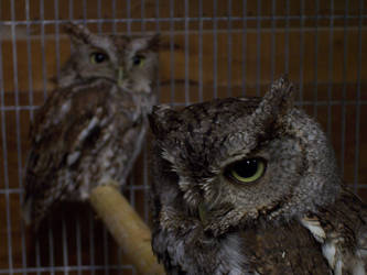 Screech Owls