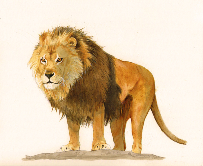 Lion