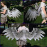 Custom Paint - Grey Griffin Wings