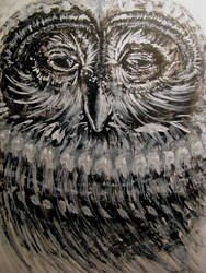 owl