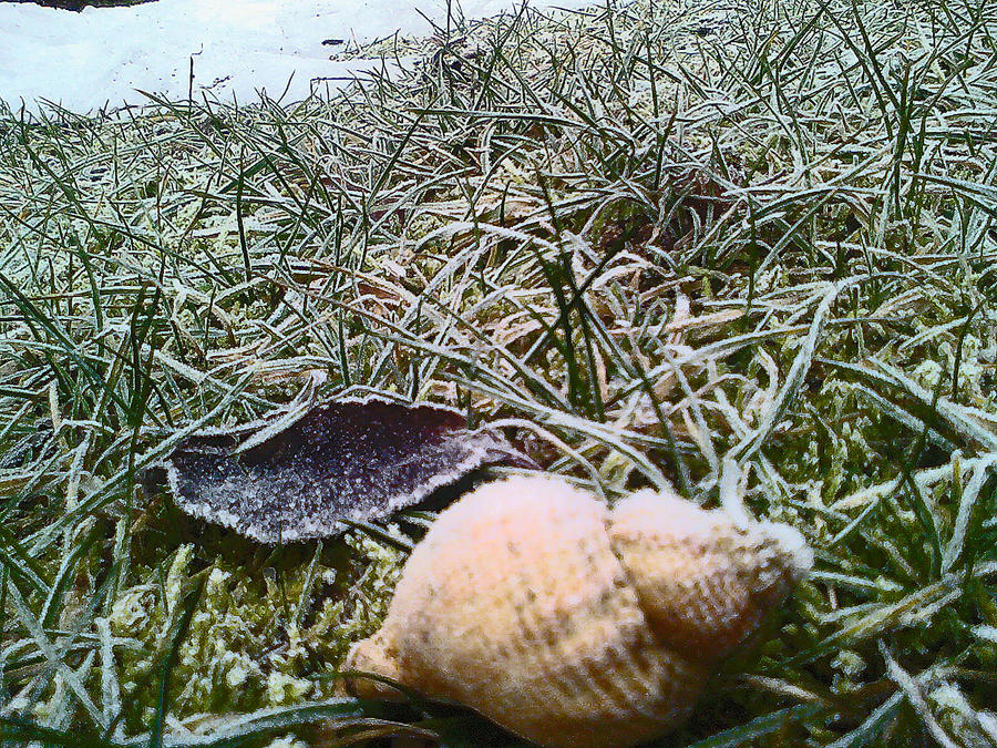 Mupfel by Fukushunotenshi on DeviantArt Mupfel by Fukushunotenshi on DeviantArt