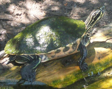 Painted Turtle