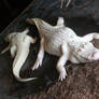 Albino Alligators