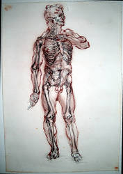 human anatomy