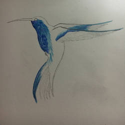 Hummingbird 2.