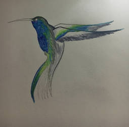 Hummingbird 3.