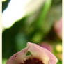 flora 1