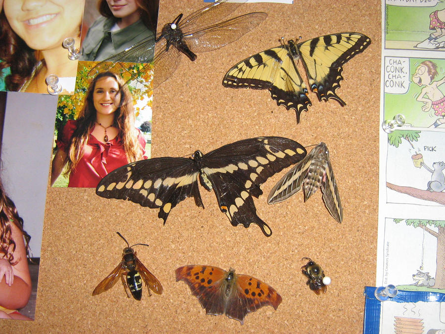 All Insects List Deviantart insects by Jeskl on DeviantArt