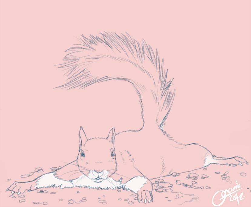 Squirrel Studies~