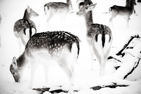 winter 2010: the deer