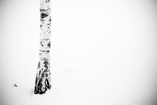 winter 2010: the tree