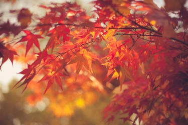 Autumnlove