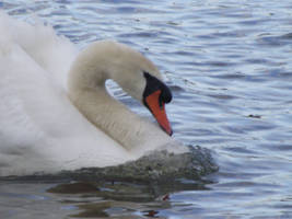 swan