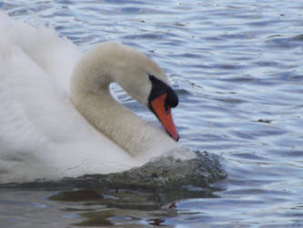 swan