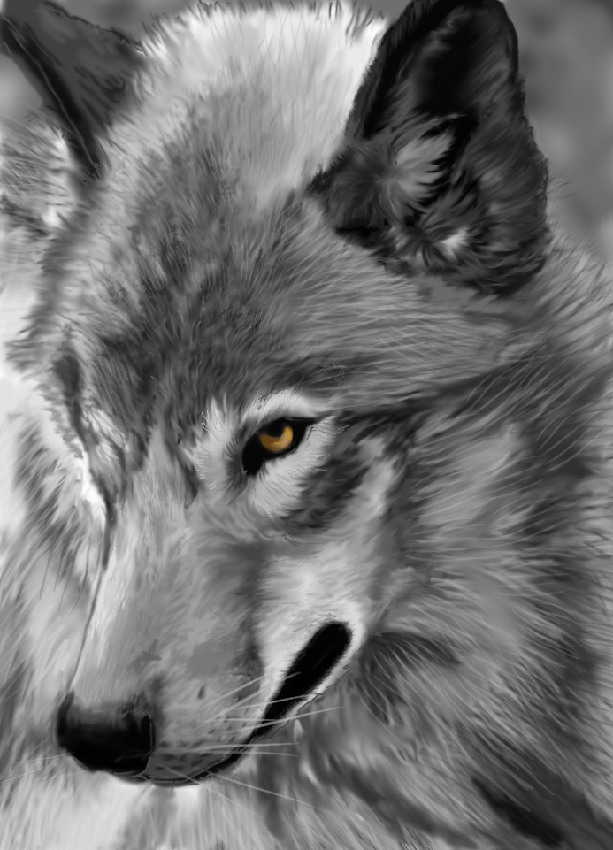 Wolf Stare