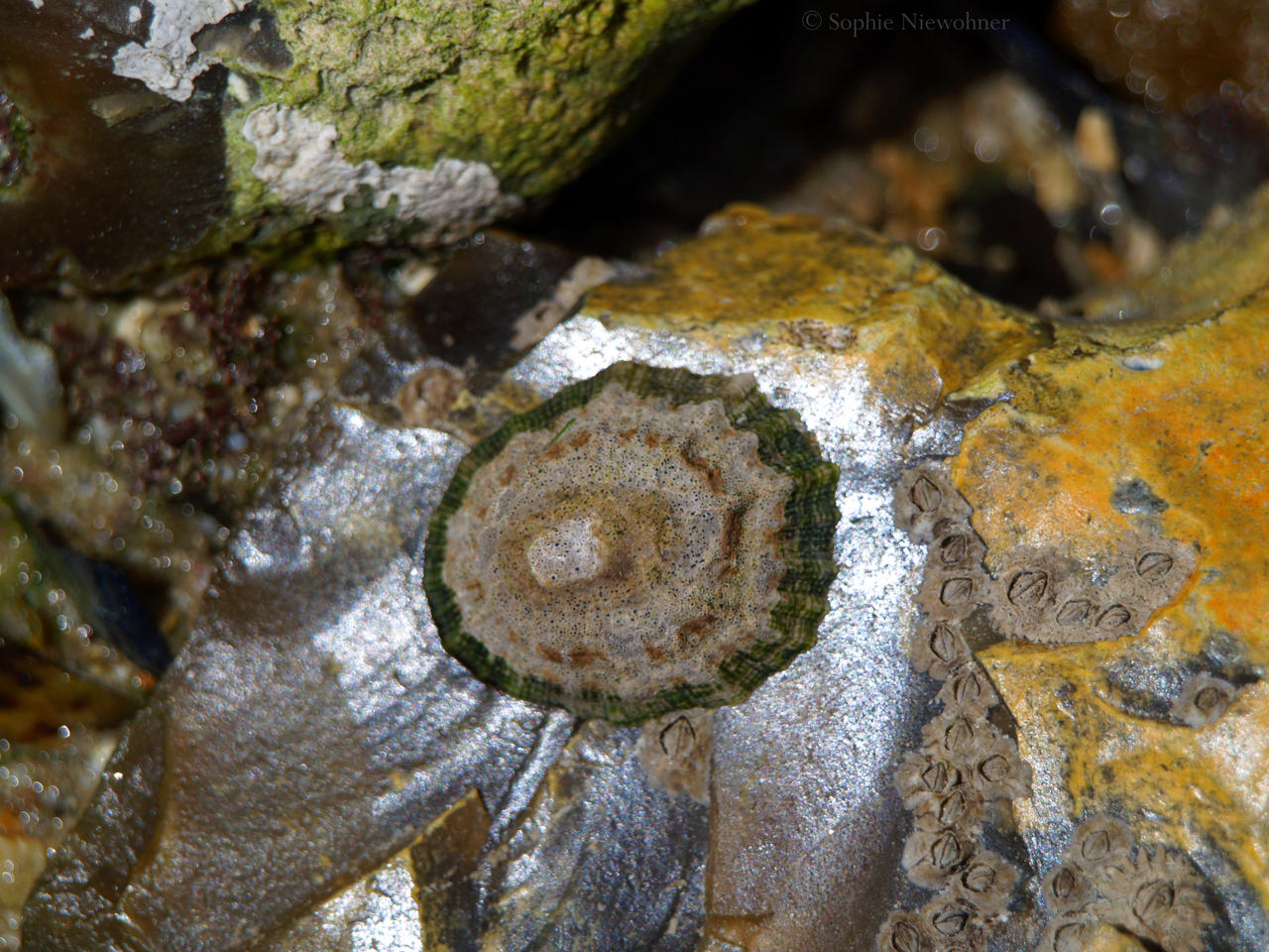 pearl rock by DjMistic on DeviantArt