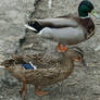 Mallards