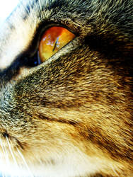 the eye of the tiger