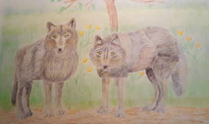 Wolves In The Woods