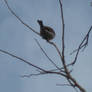 Bird on a Branch