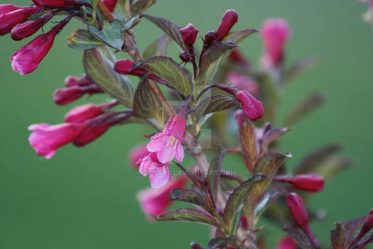 pink and green