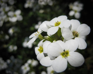 white springtime