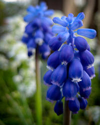 blue hyacinth