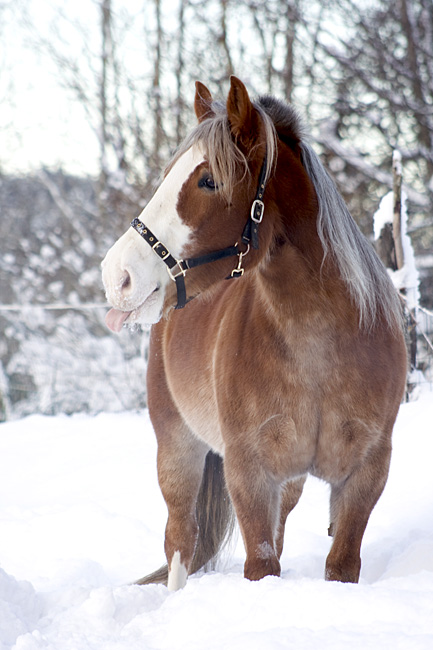 Finnhorse winter