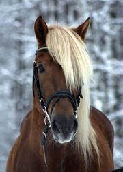 Finnish horse stallion