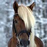 Finnish horse stallion