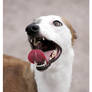 Funny Whippet