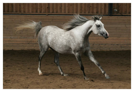 Arabian mare